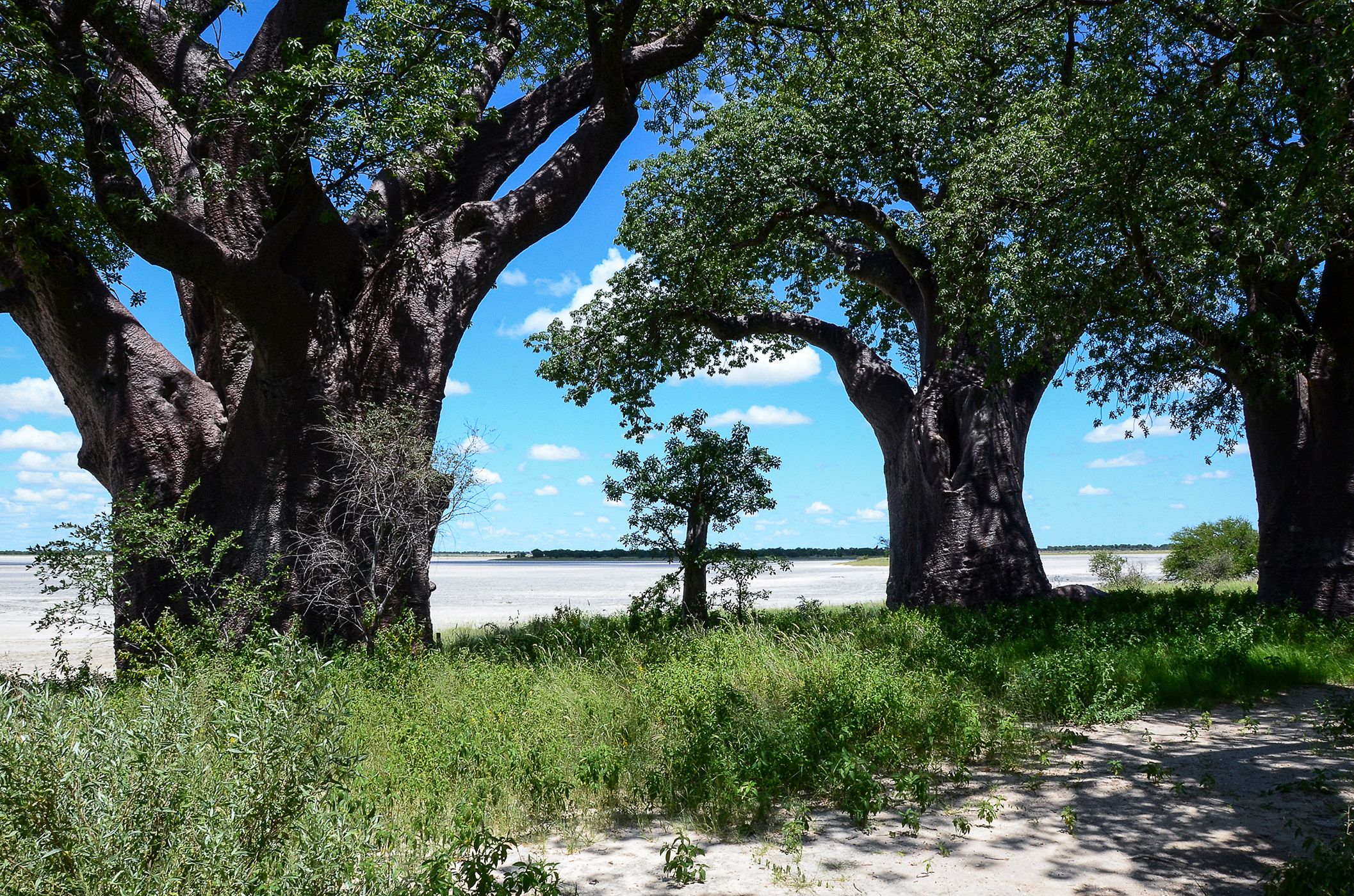 BAOBABS BOSTWANA