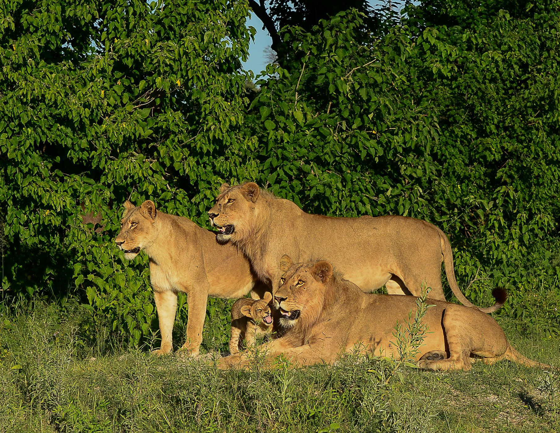 LIONS-BOTSWANA