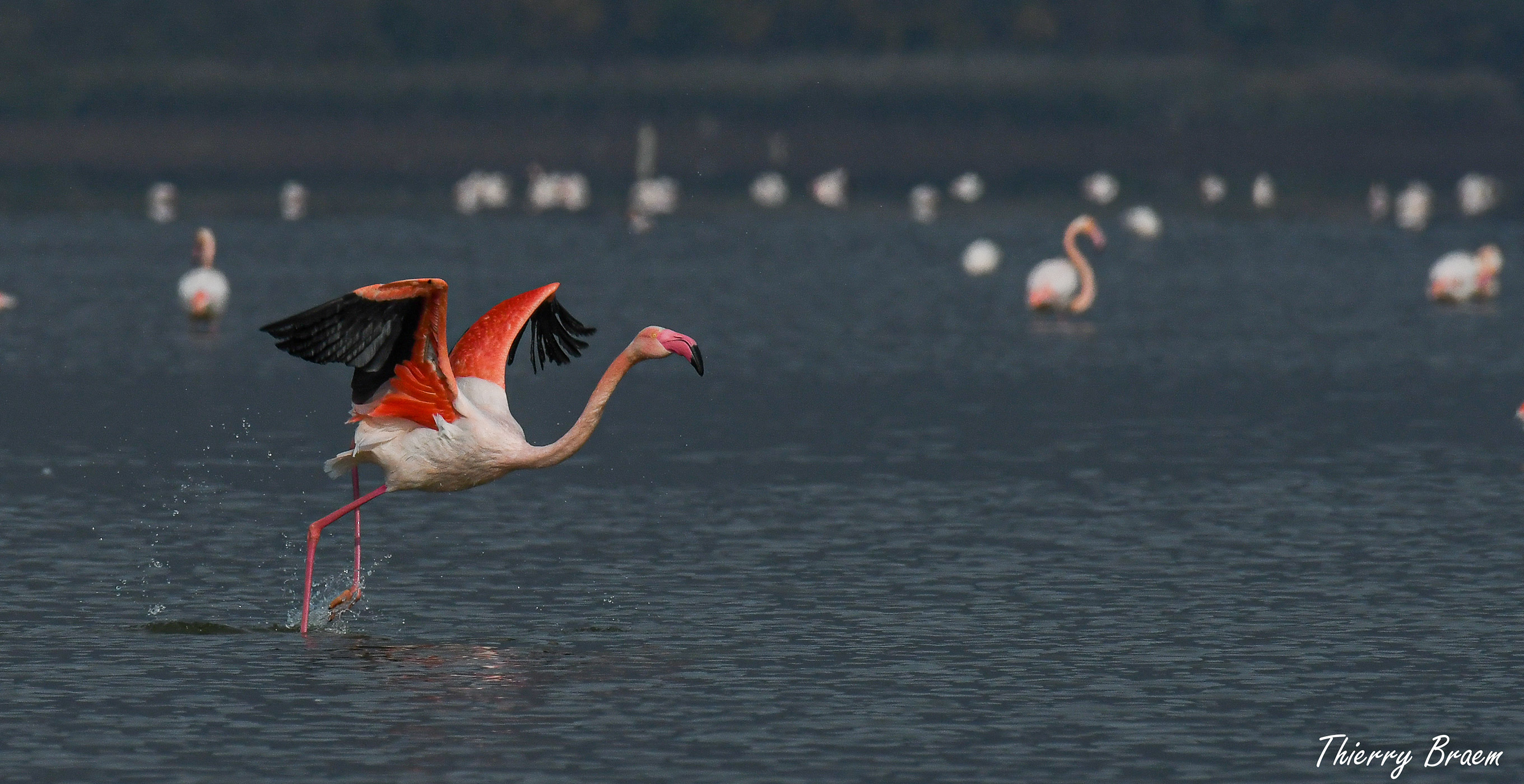 Pink-Flamingos-02