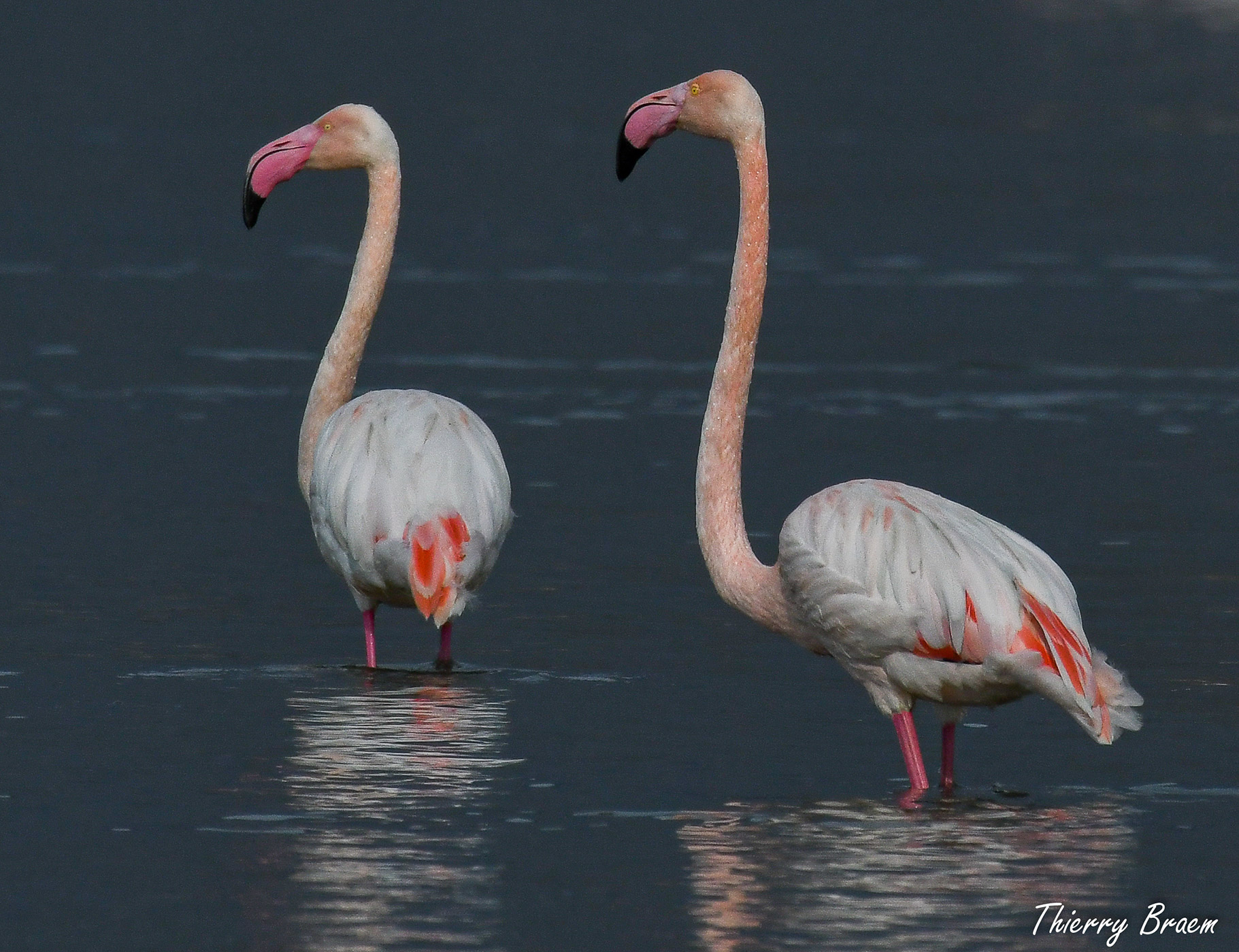 Pink-Flamingos-06