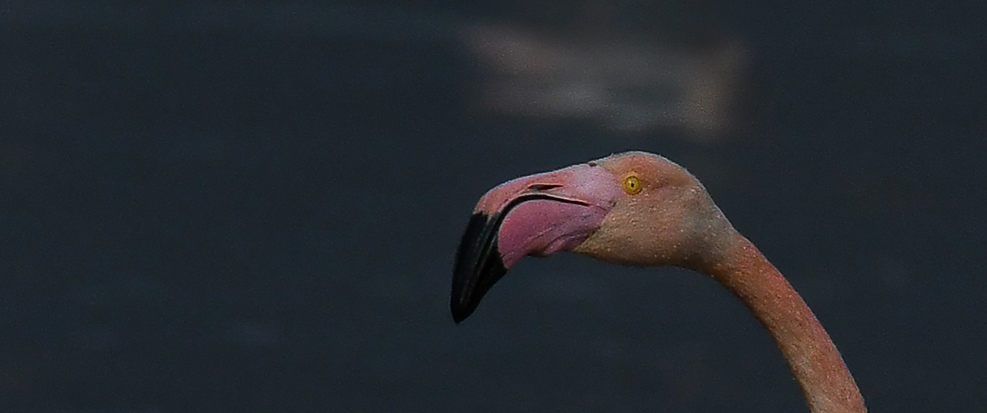 Pink-Flamingos-07