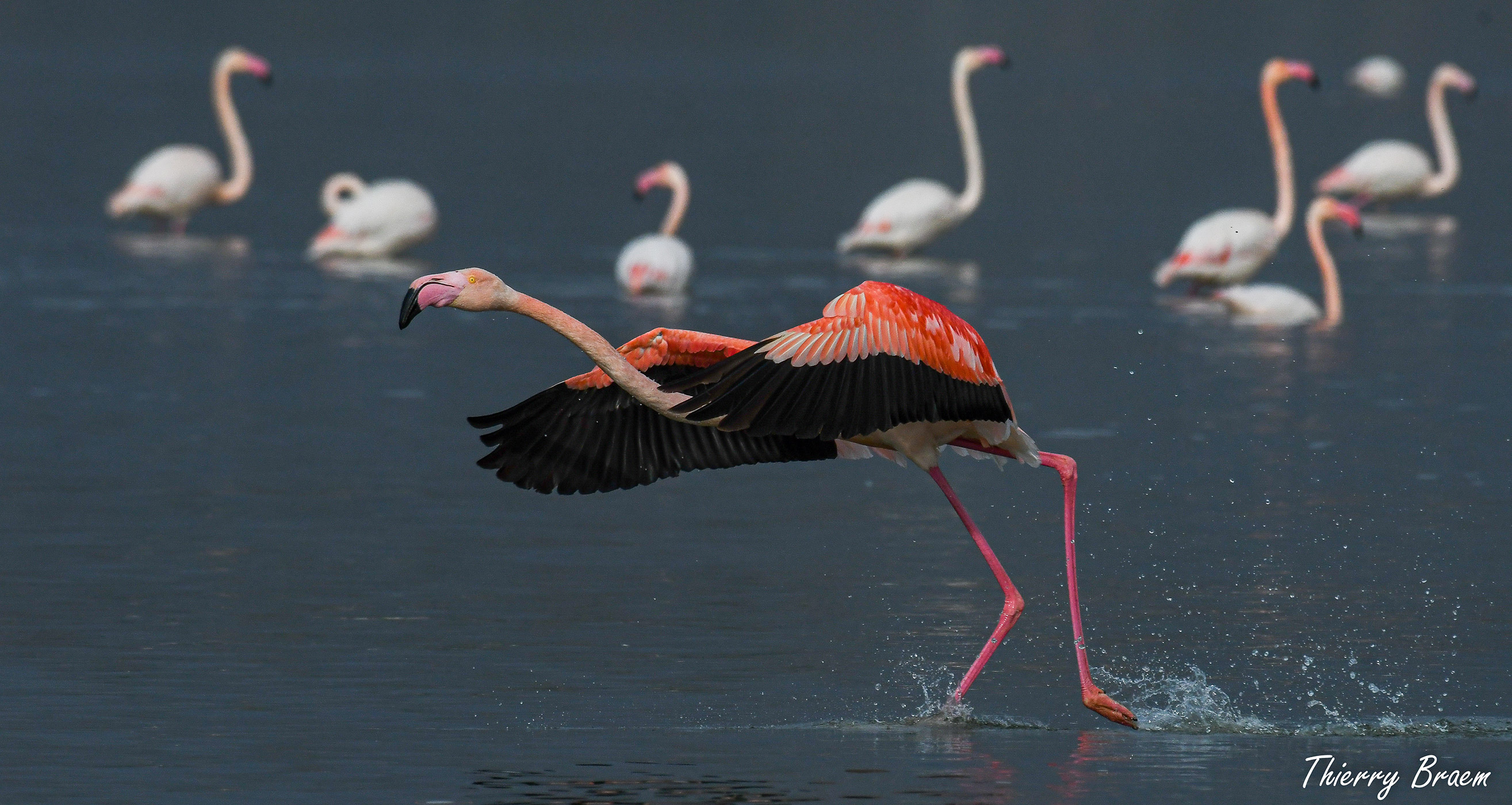 Pink-Flamingos-08