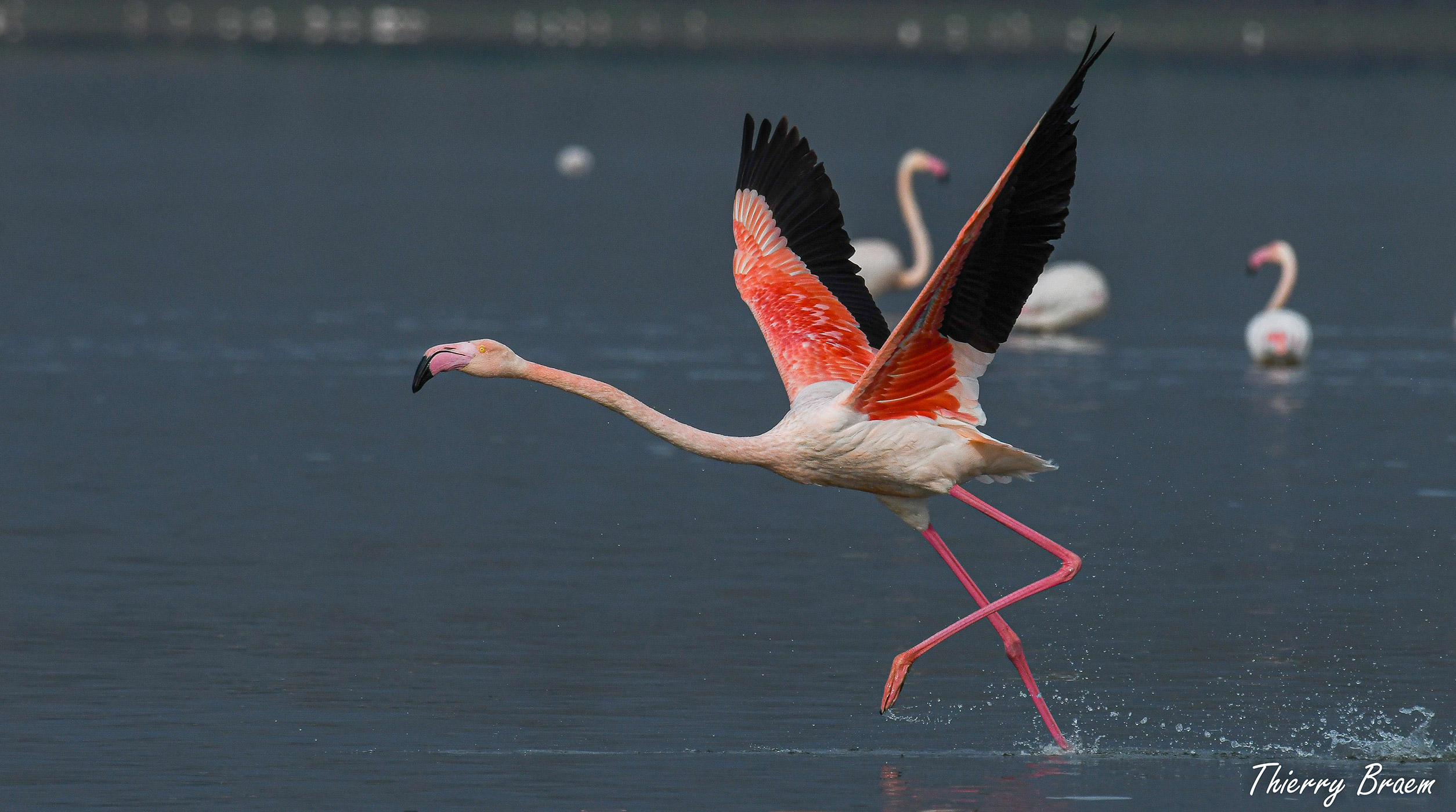 Pink-Flamingos-09