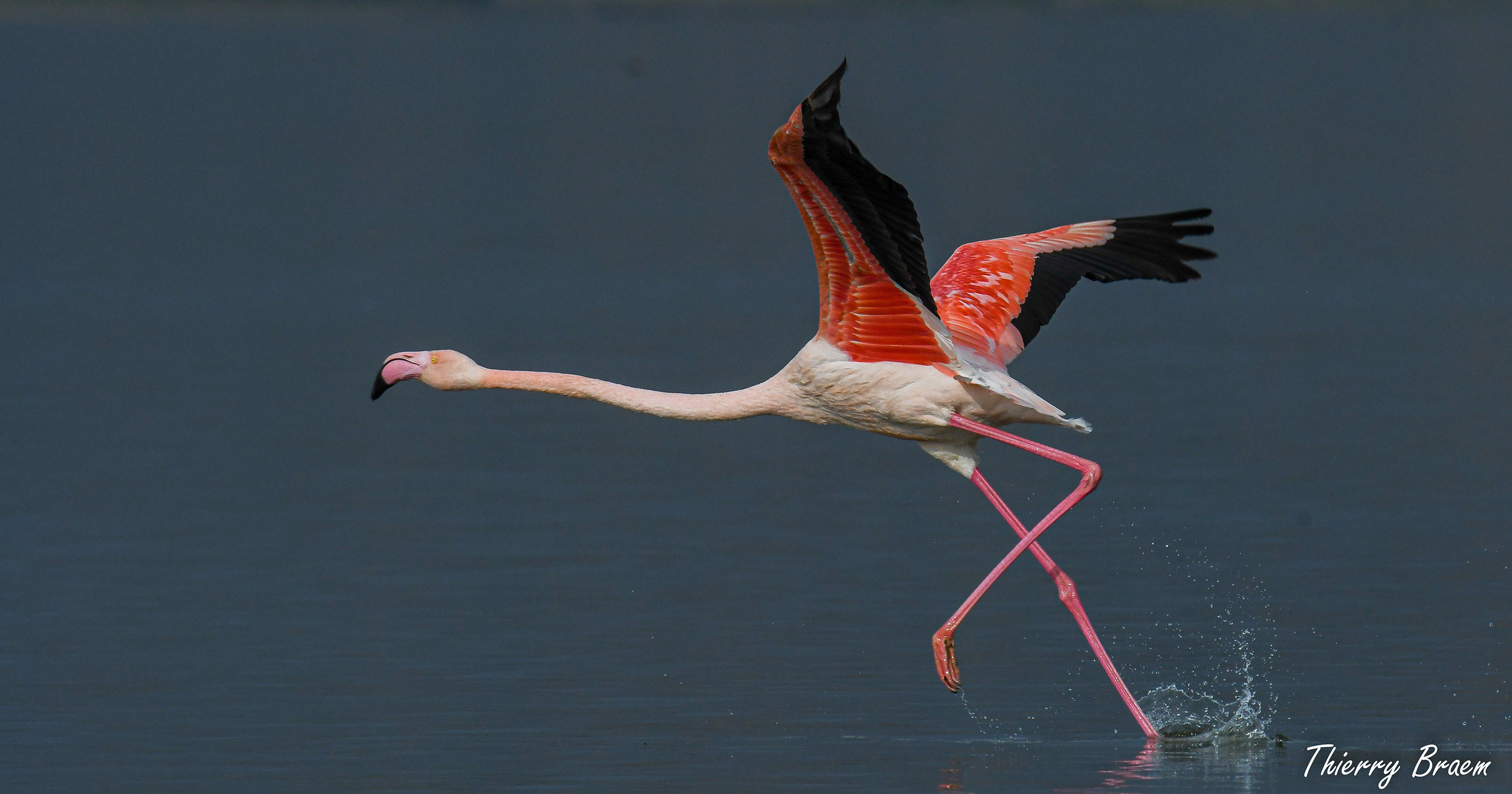 PINK FLAMINGOS LAC DE KERKINI GRÈCE