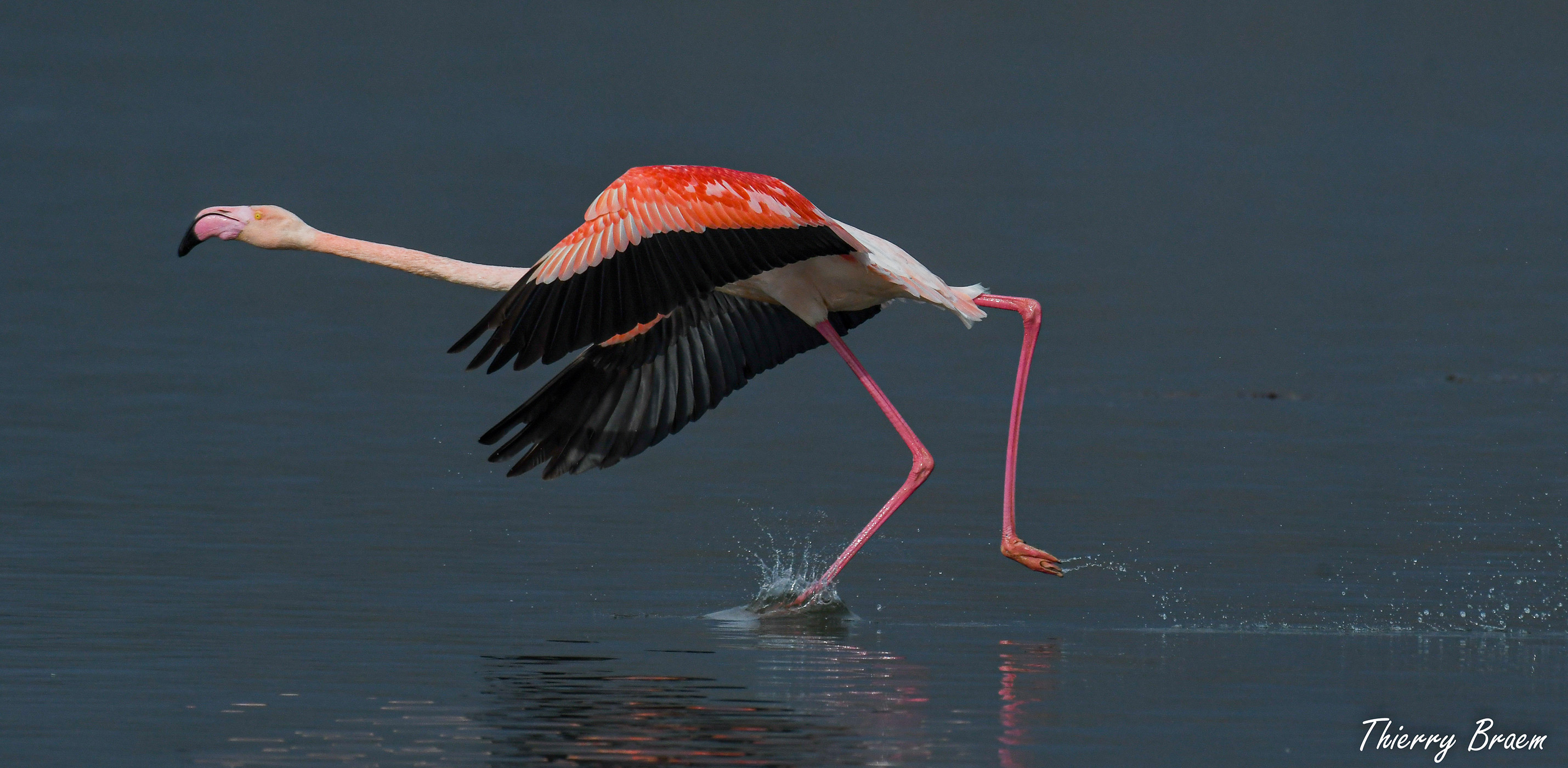 Pink-Flamingos-11