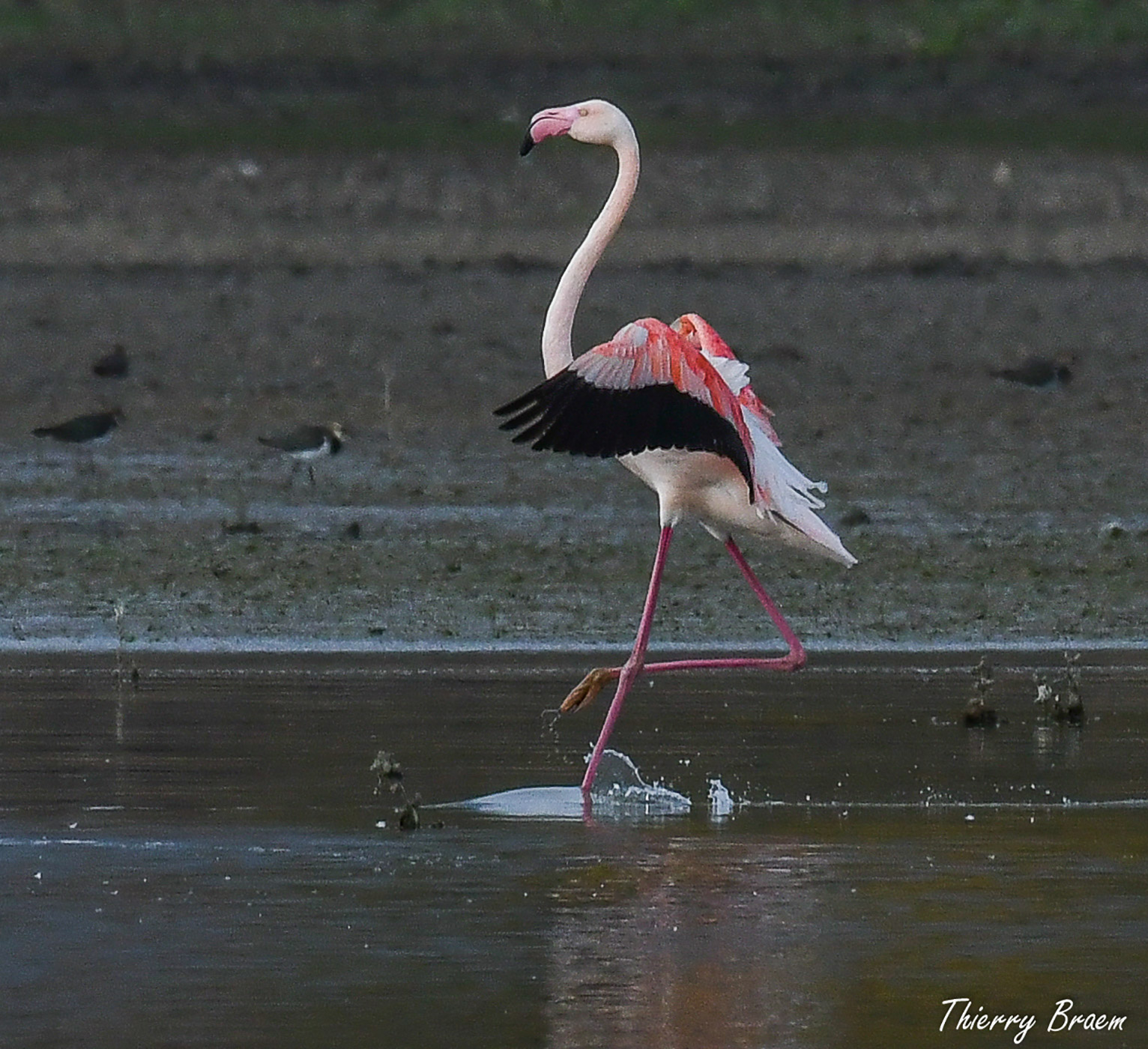 Pink-Flamingos-12