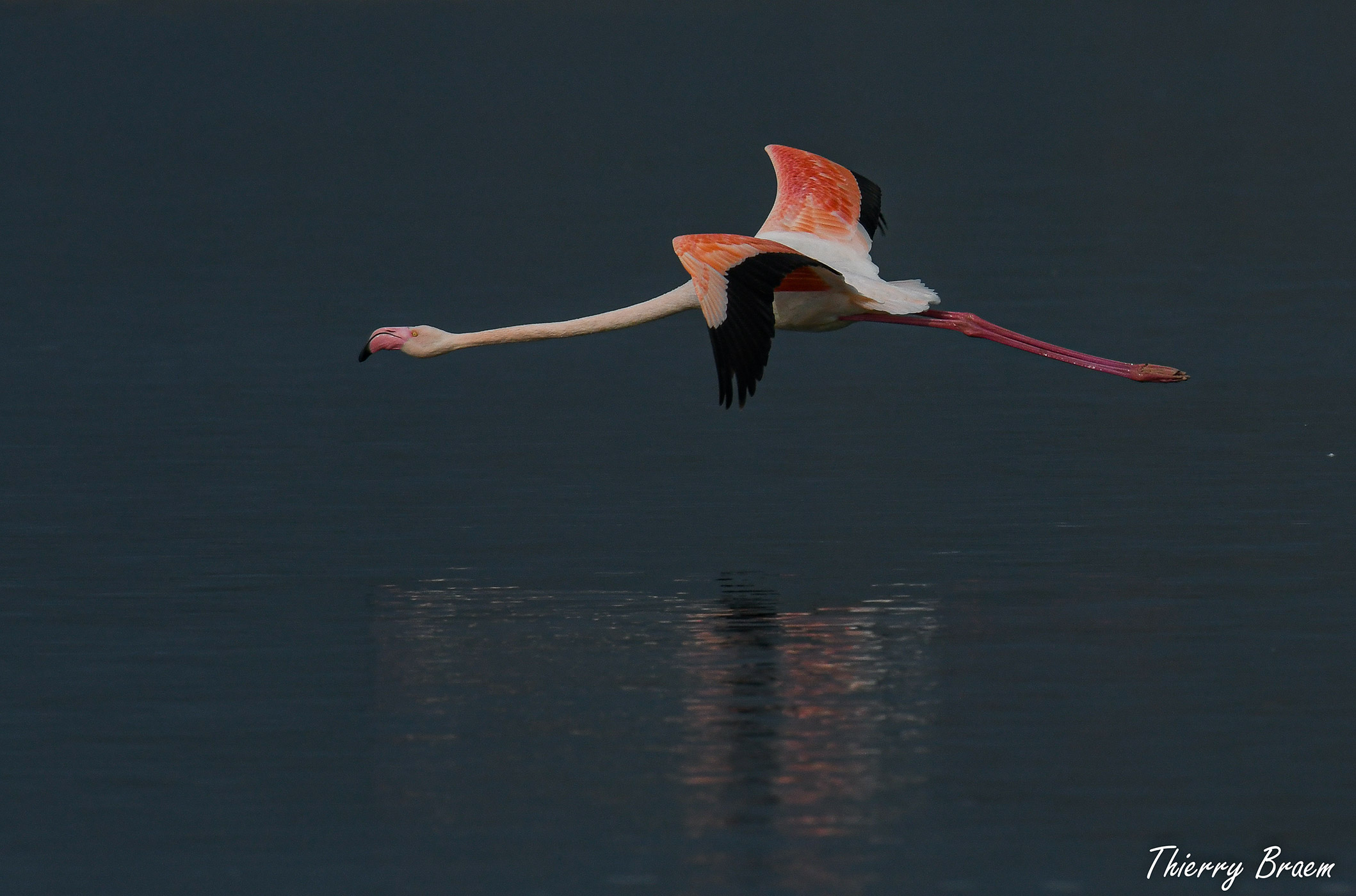 Pink-Flamingos-13