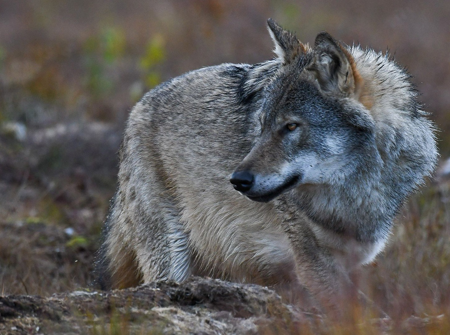 LOUPS FINLANDE - FRONTIÈRE RUSSE