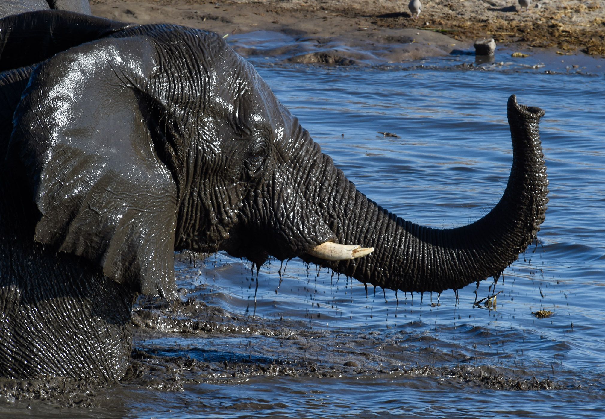 NAMIBIE -FAUNE 03