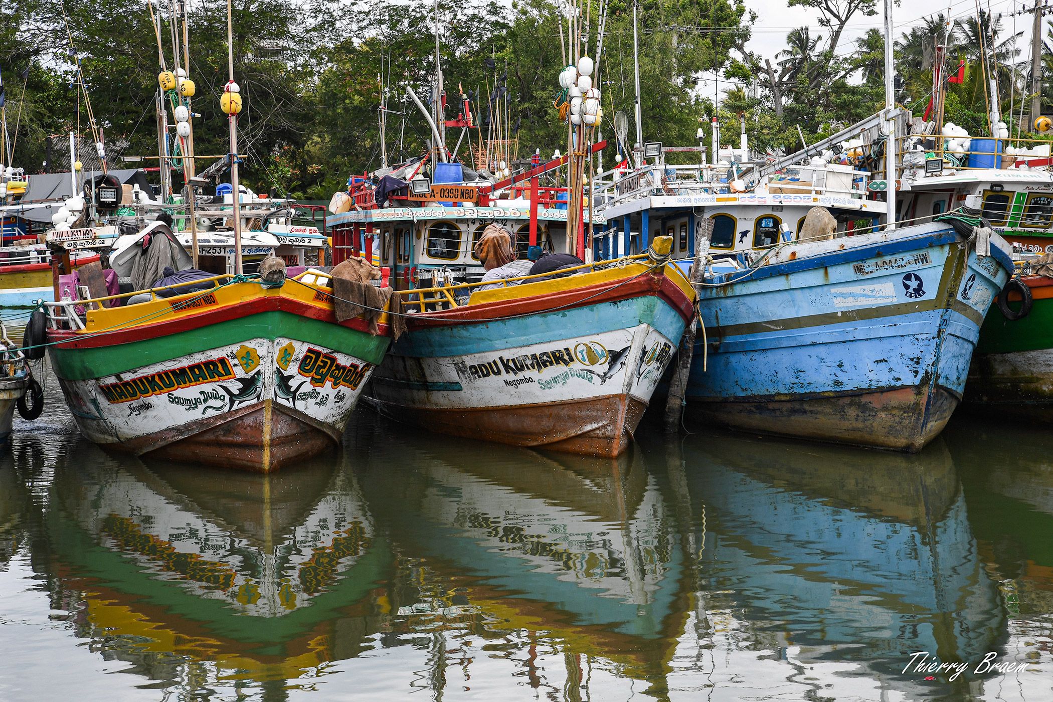 MARCHÉ AUX POISSONS - NEGOMBO - SRI LANKA