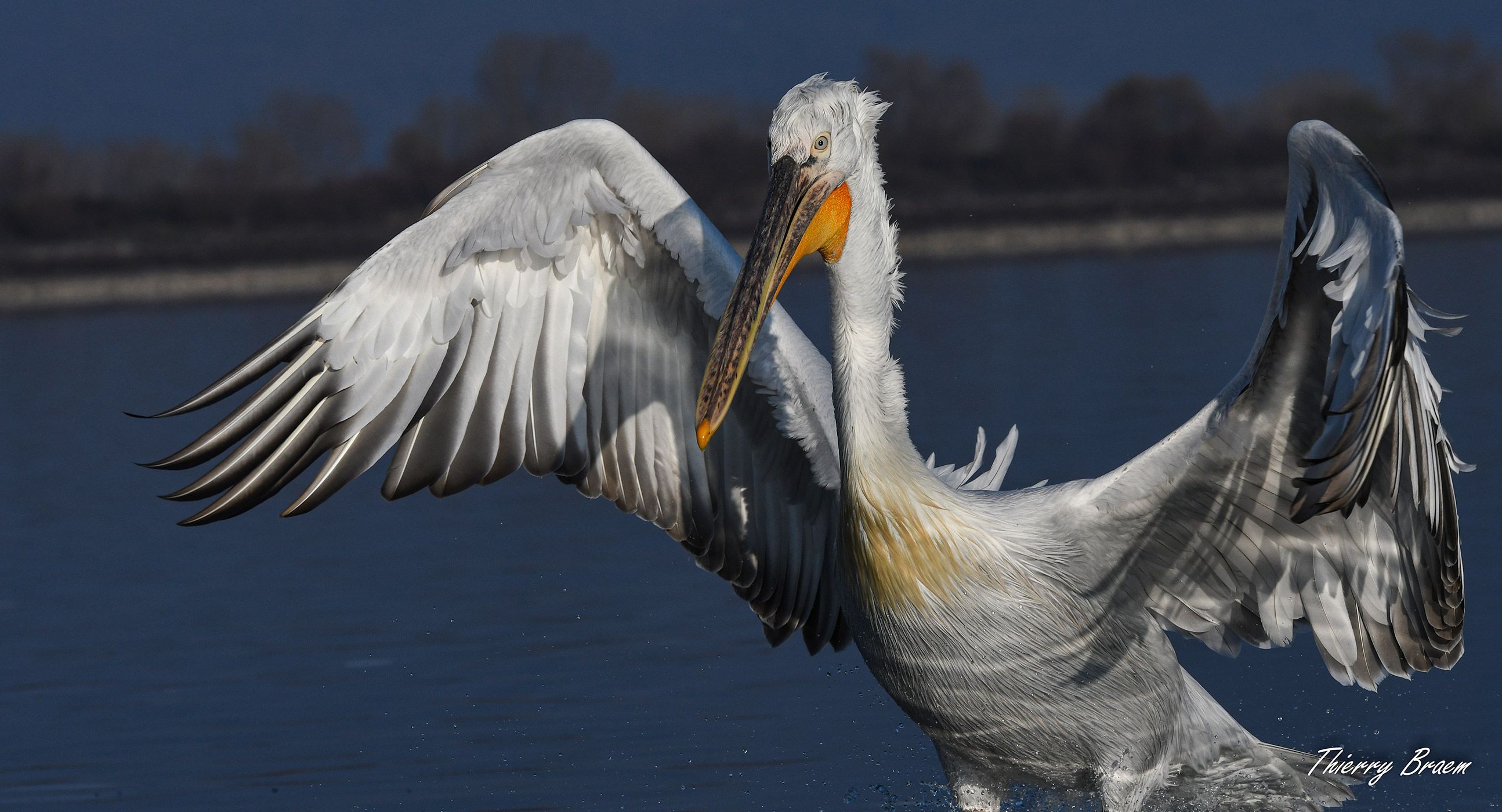 PÉLICANS FRISÉS - LAC KERKINI