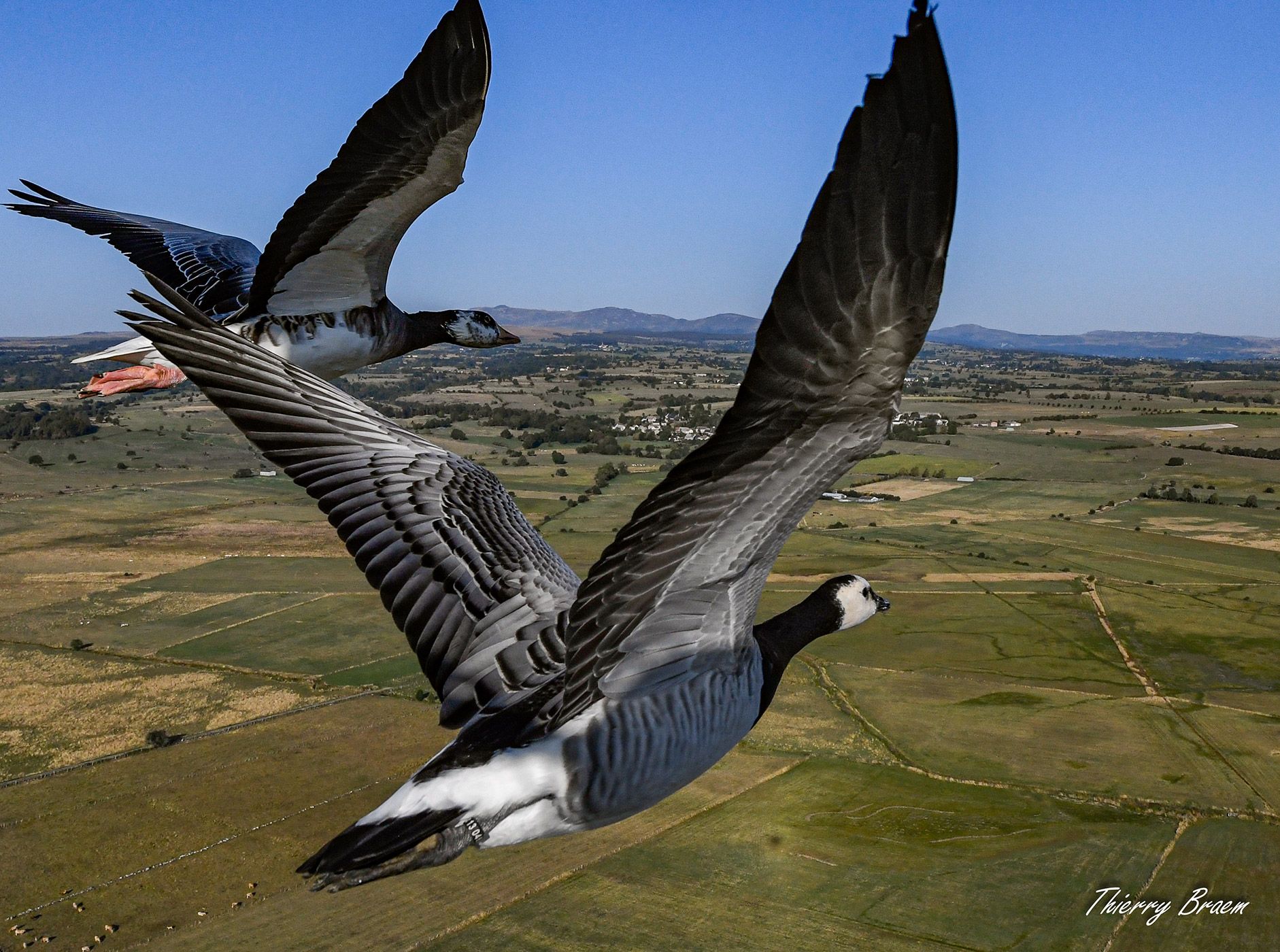 Vol en montgolfière avec oiseaux