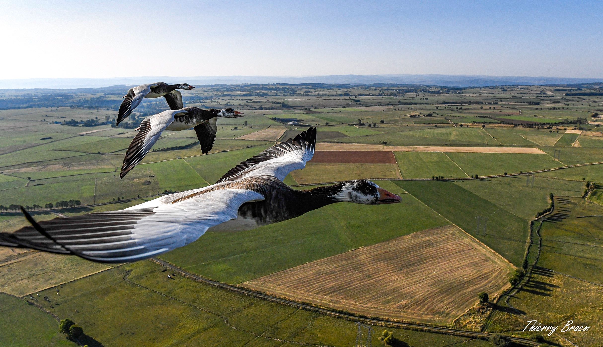 Vol en montgolfière avec oiseaux